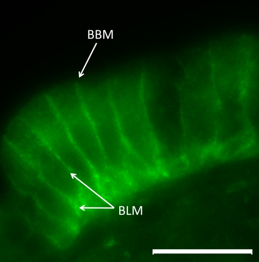 Fig. 7.