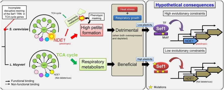 Graphical Abstract