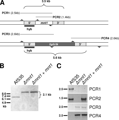 FIG. 2.