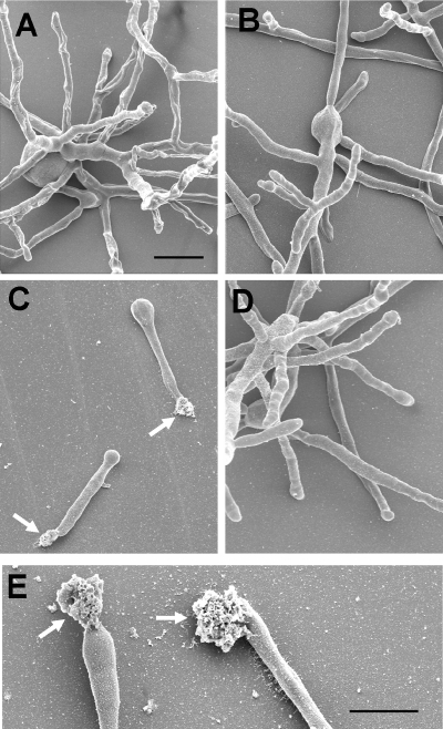 FIG. 7.