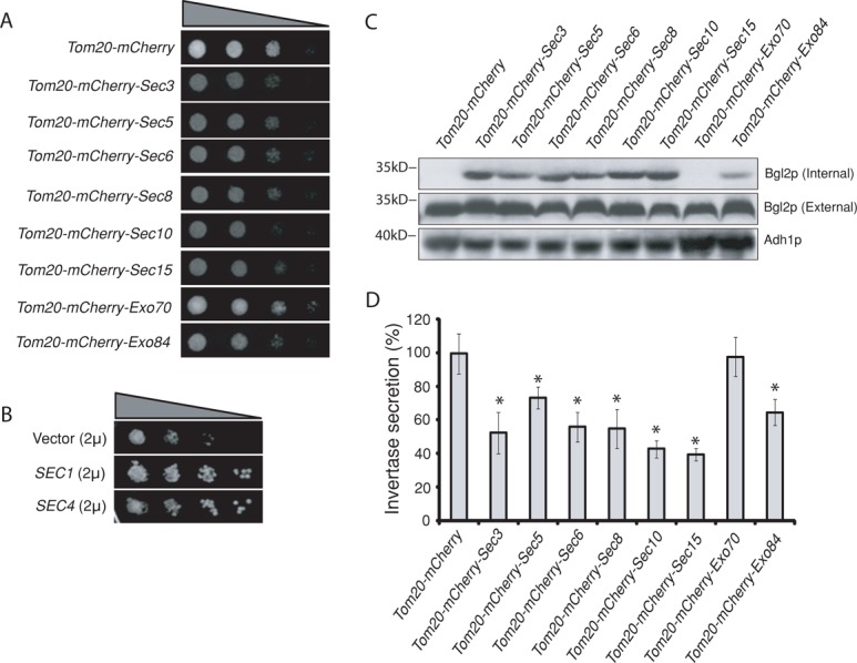 FIGURE 2: