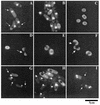 FIG. 6.