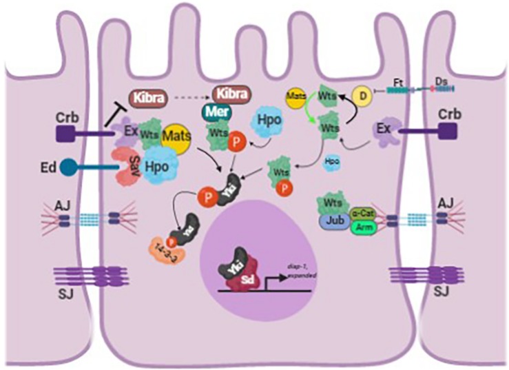 FIGURE 1