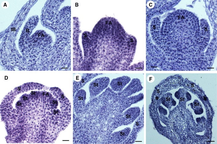 Fig. 5