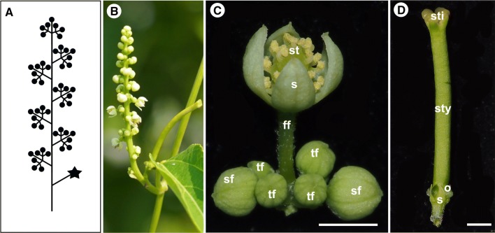 Fig. 1