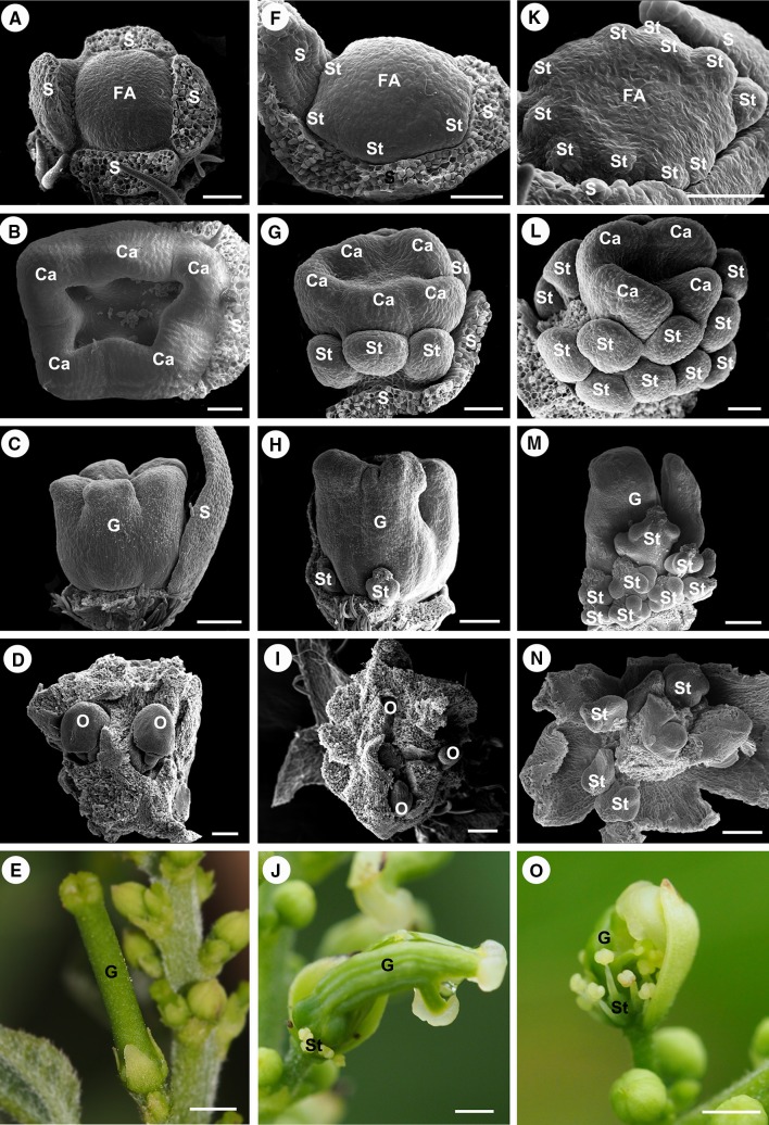 Fig. 8