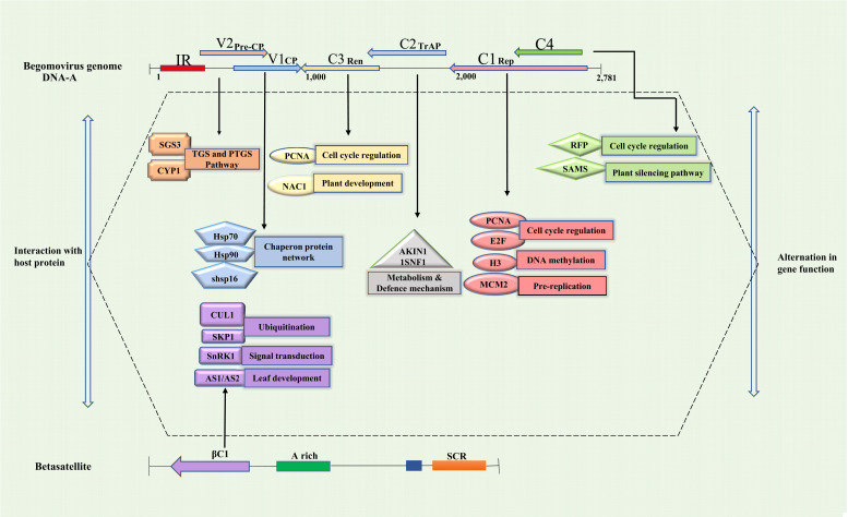 Fig. (3)