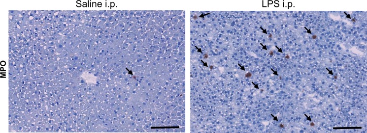 Figure 2d: