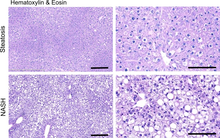 Figure 3a: