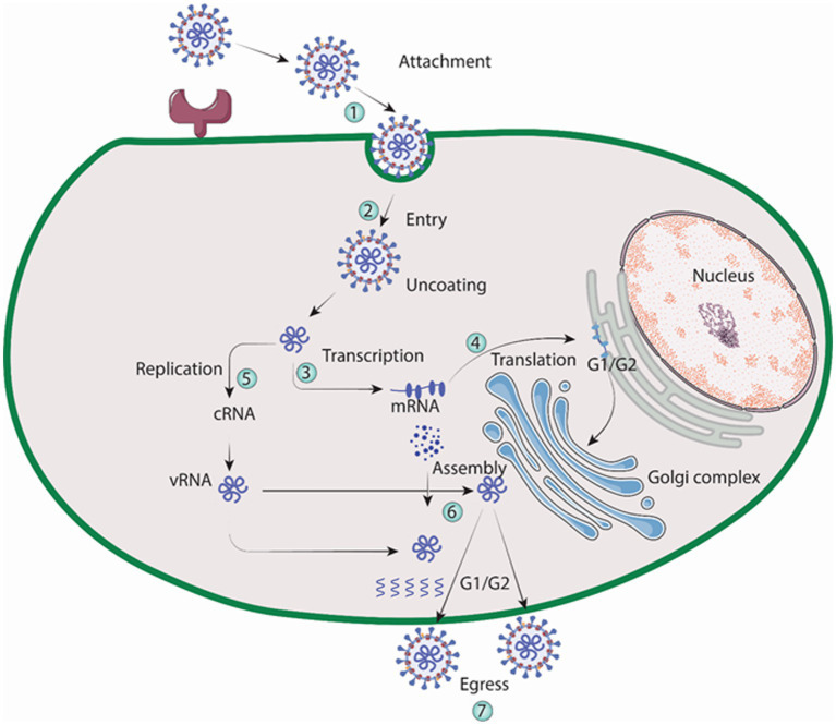 Figure 5