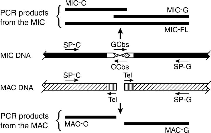 Figure 1.—