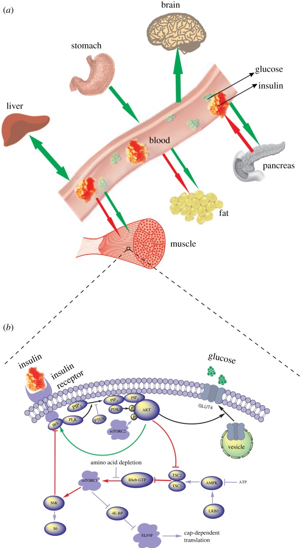 Figure 1.