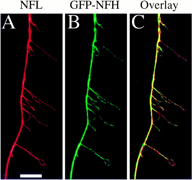 Fig. 3.