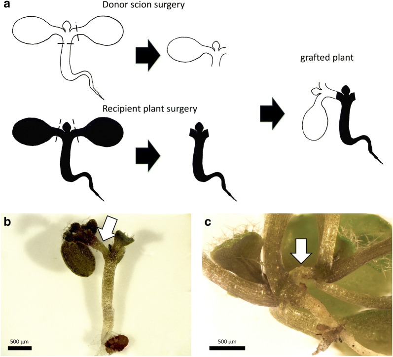 Fig. 6