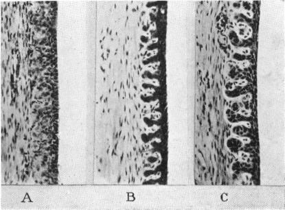 Fig. 12