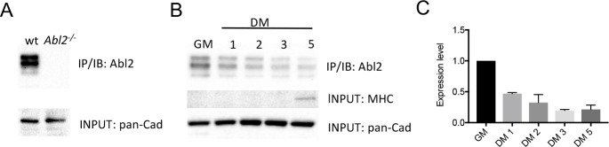 Figure 4—figure supplement 1.