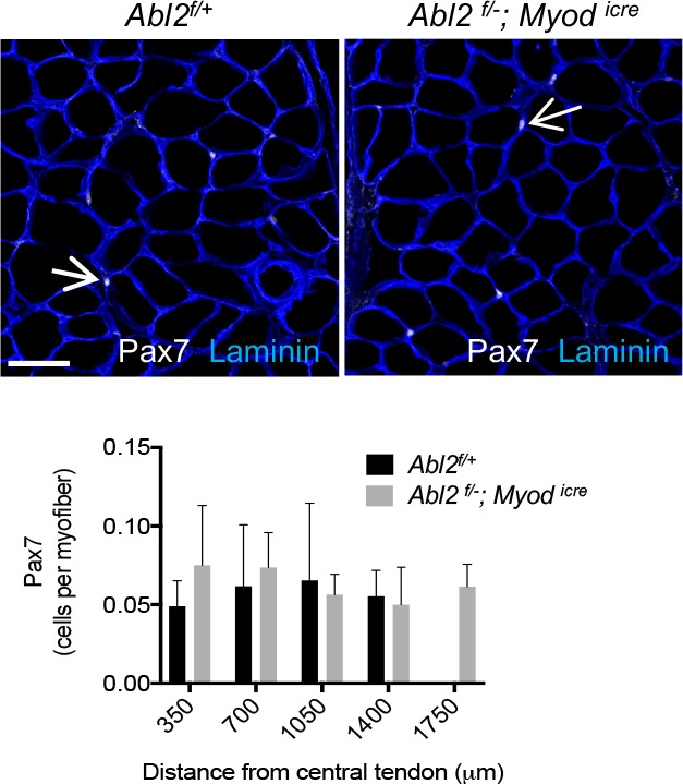 Figure 6—figure supplement 1.