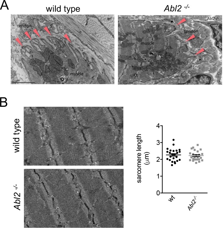 Figure 5—figure supplement 1.