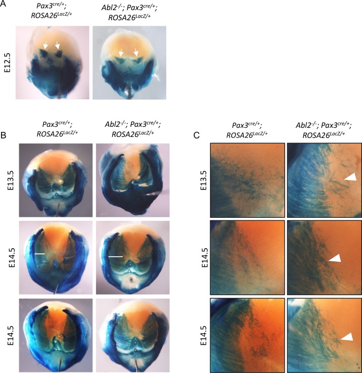 Figure 1—figure supplement 1.