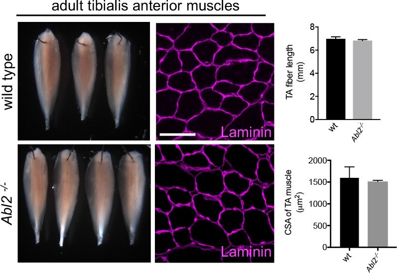 Figure 2—figure supplement 1.