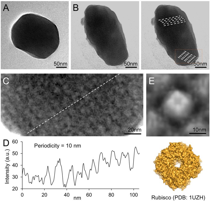 FIGURE 4