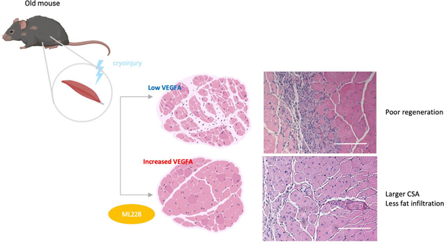 graphic file with name nihms-1888094-f0006.jpg