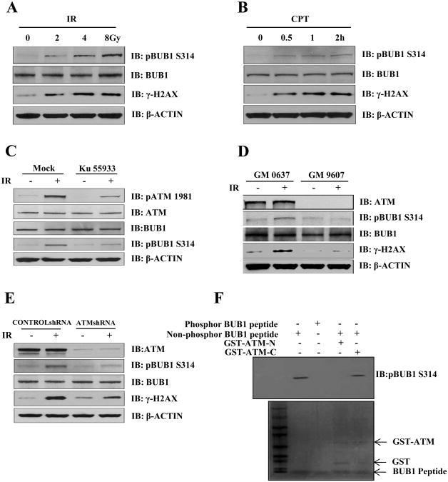 Fig.3