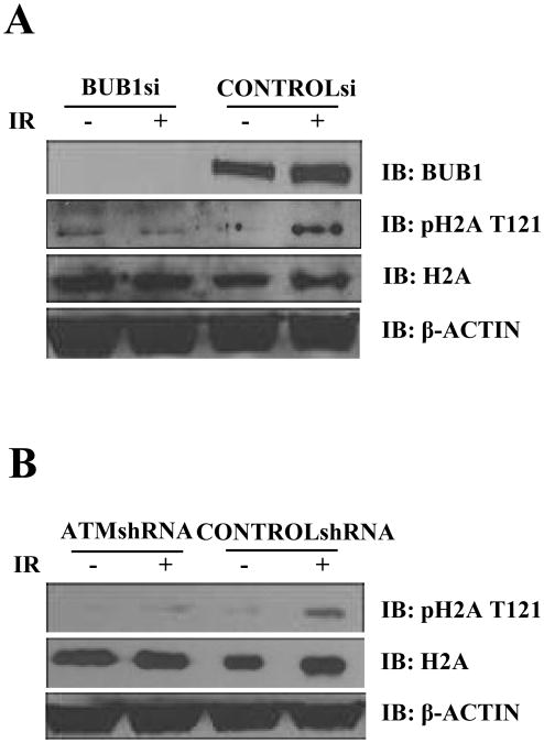 Fig.2