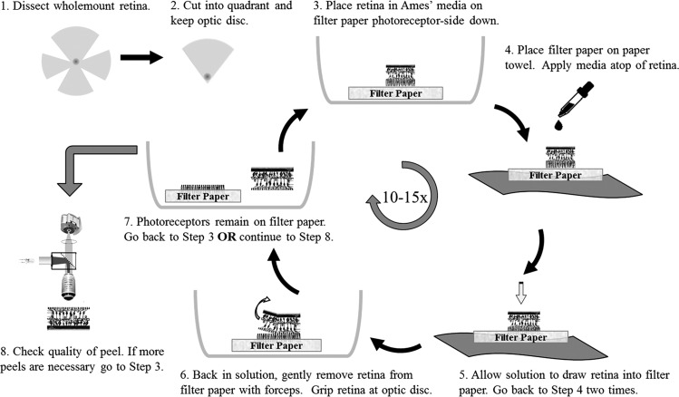 Fig. 1.