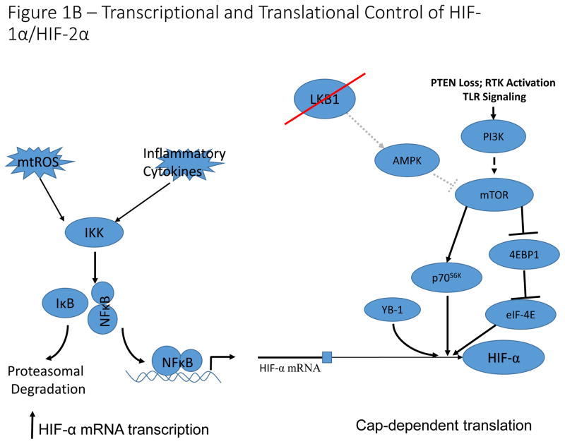 The Ever Expanding Role of HIF in Tumour and Stromal Biology - PMC