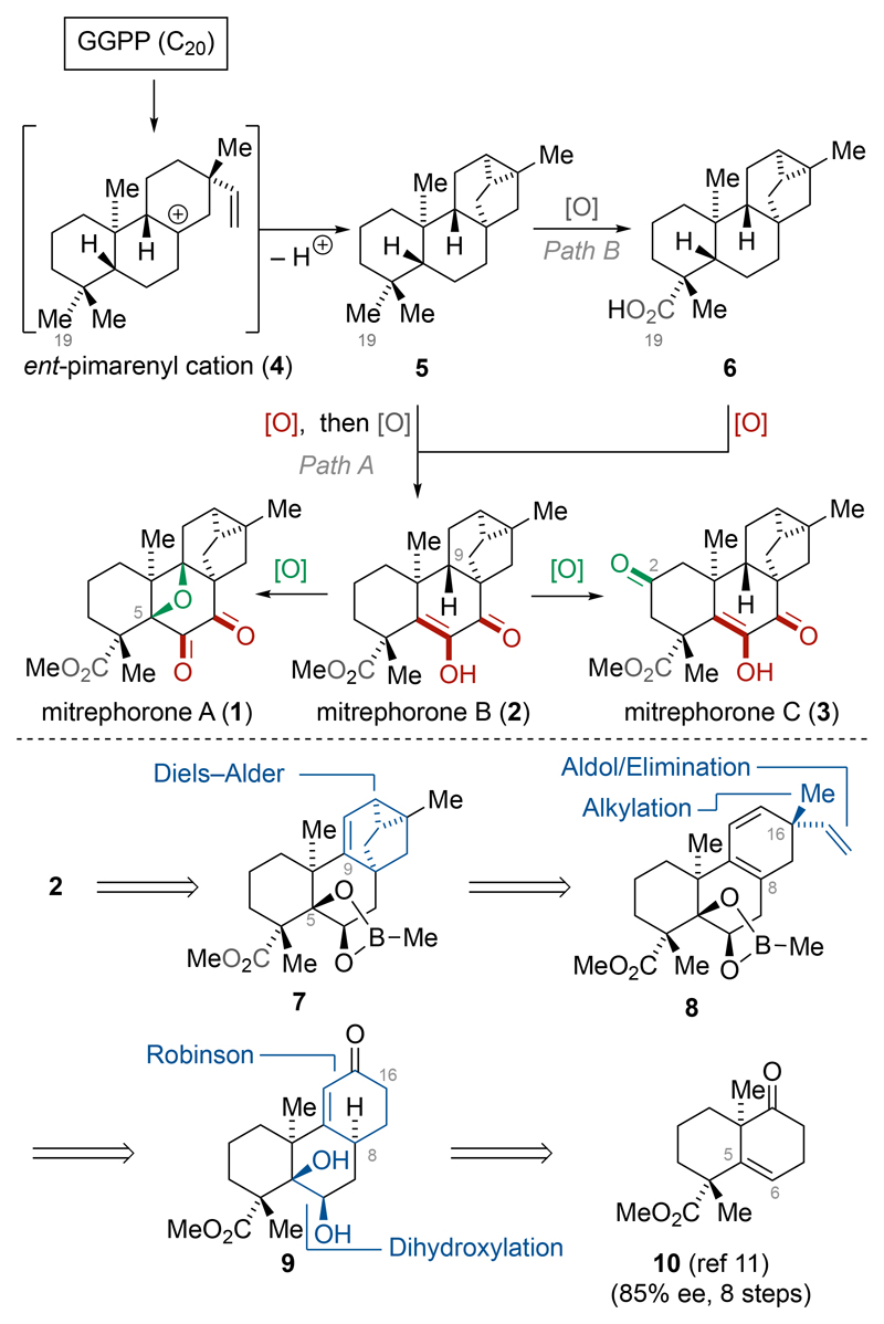 Schema 1