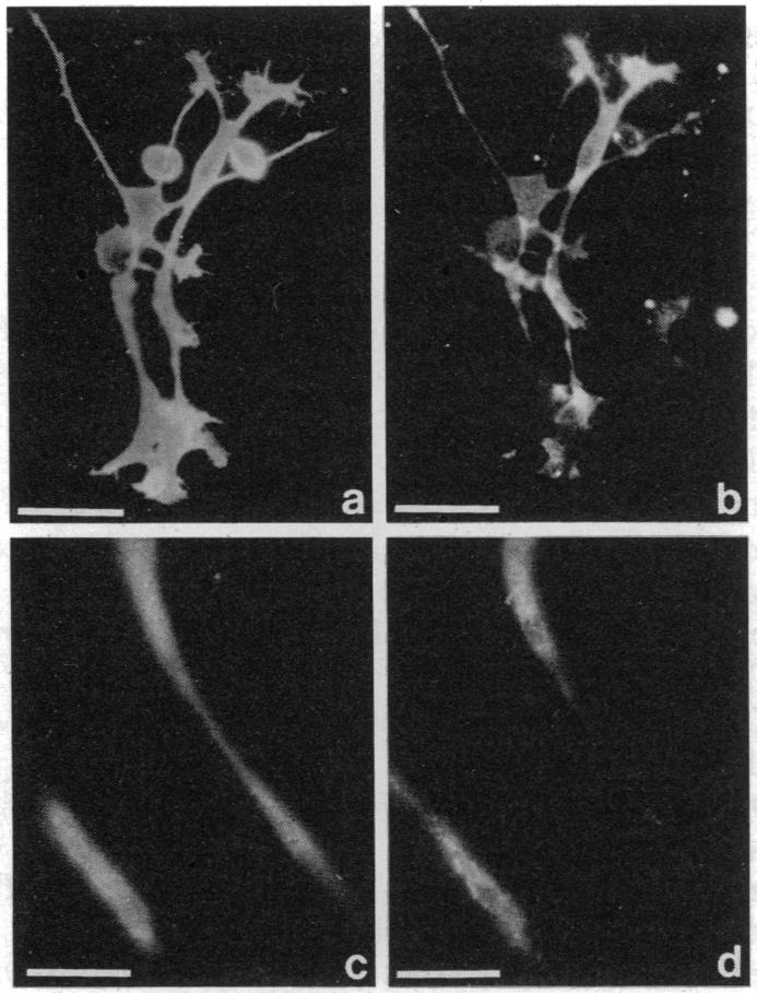 graphic file with name pnas01064-0432-a.jpg