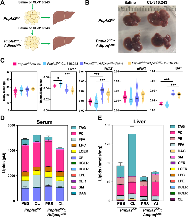 Fig. 6