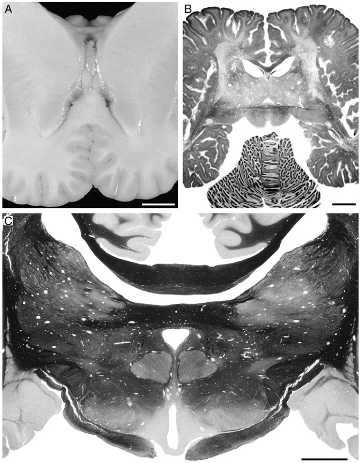 Fig. 8.