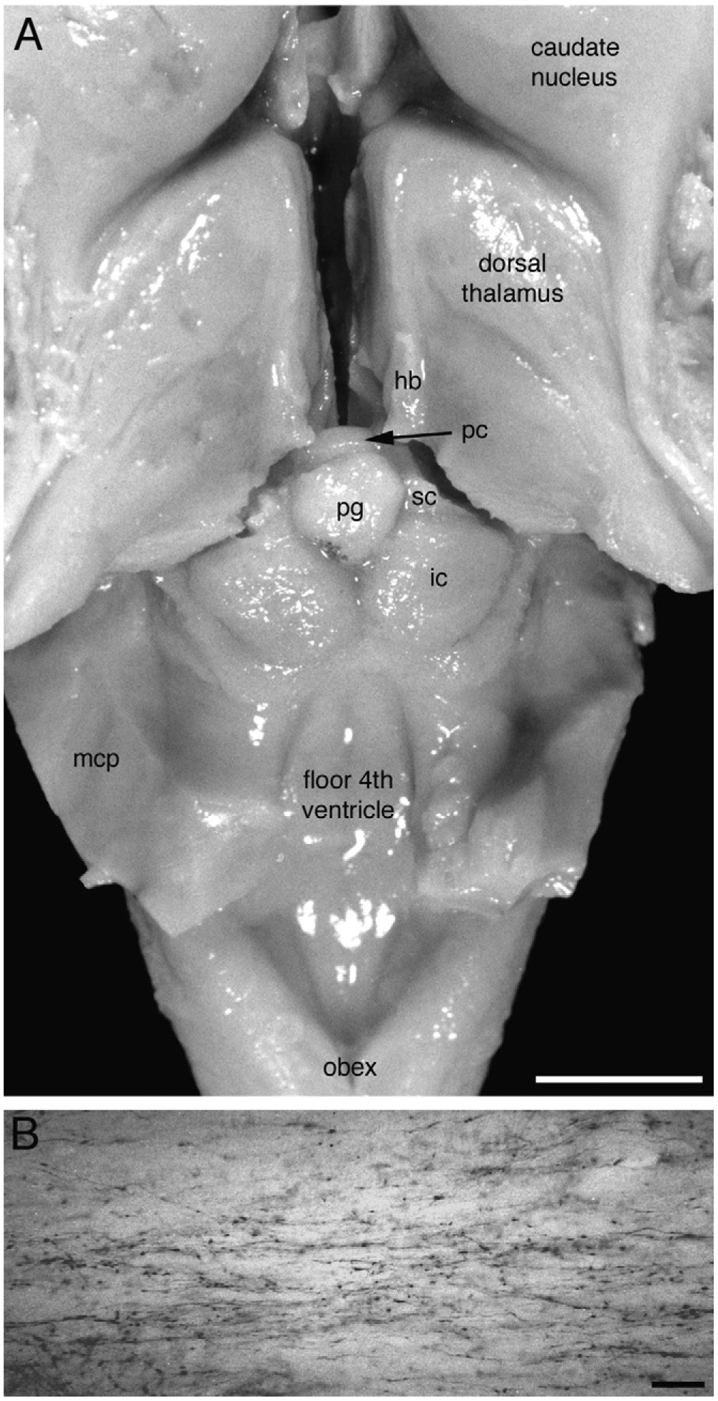 Fig. 9.