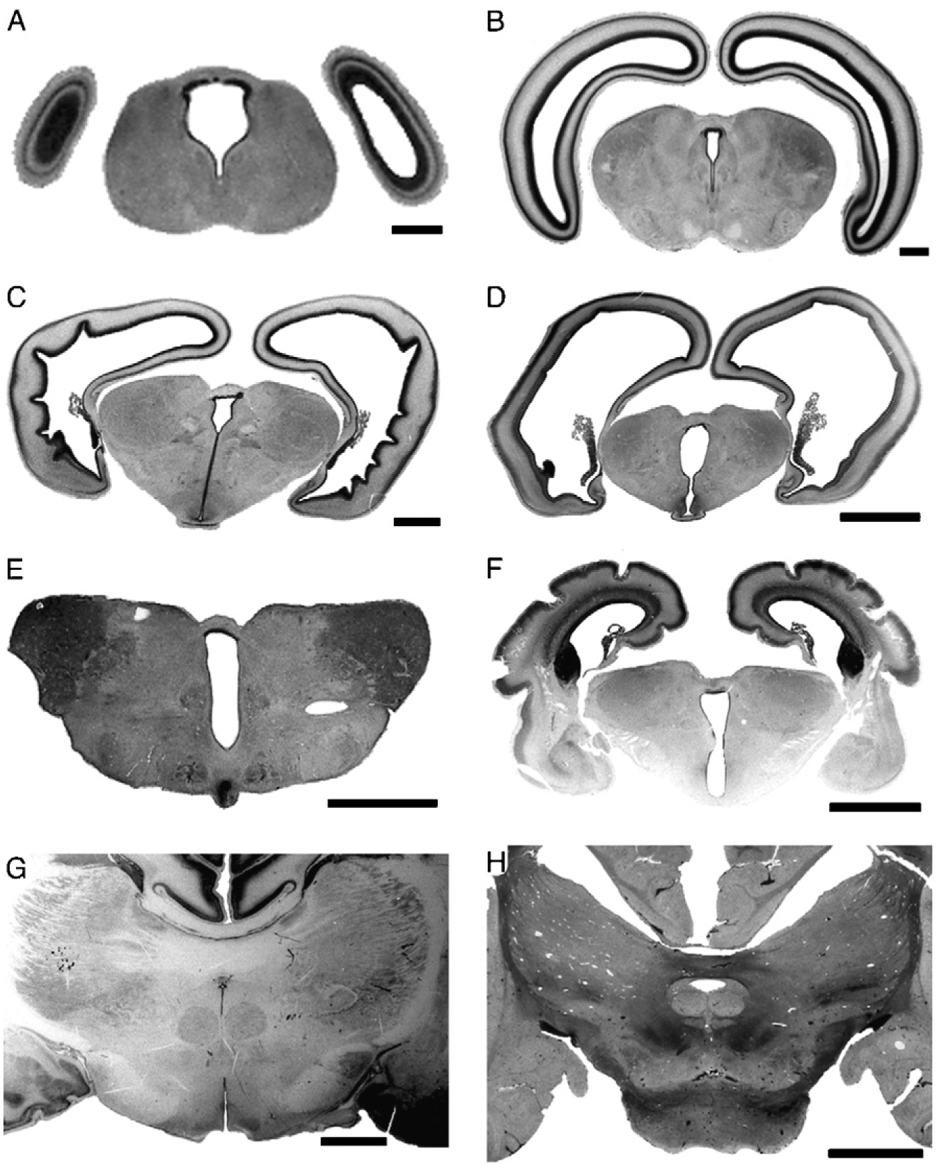 Fig. 11.