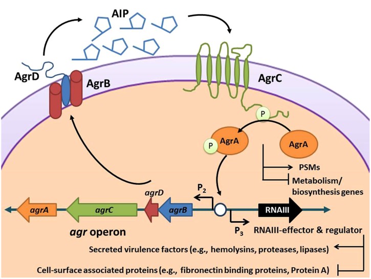 FIGURE 1