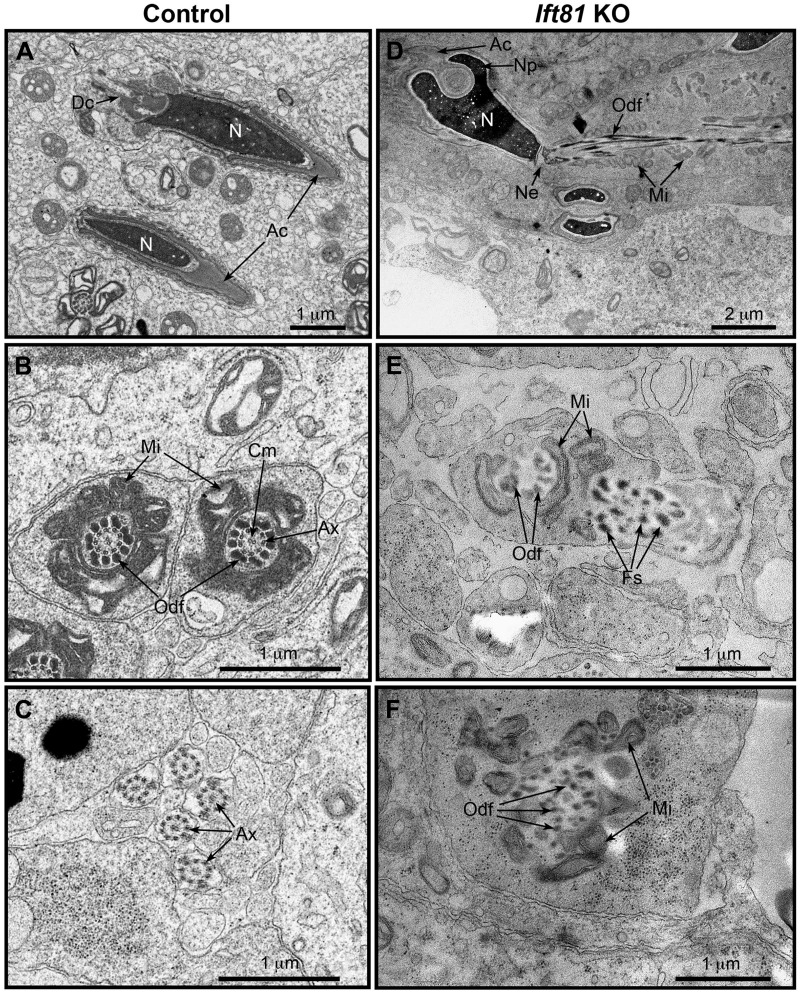 Fig. 6.