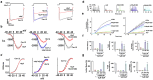 The oxidation effect of a thiol-oxidizing reagent on Cav1.2/Sx1A currents and on evoked-release in bovine chromaffin cells is fully reversed by thiol reducing reagents such as thioredoxin mimetic (TXM) peptides CB3 or NAC-amide (AD4/NACA). These results also correlate with voltage-clamp Xenopus oocyte studies, in which phenylarsine oxide (PAO), a selective Cys vicinal oxidizing thiol reagent, disrupts Sx1A interplay with the channel, and is fully reversed by a reducing reagent. These findings suggest that the reversible redox sensitivity of the exocytotic event correlates with the interaction between Sx1A and VGCC, indicating a direct modulation of channel activity by the redox state of Sx1A.