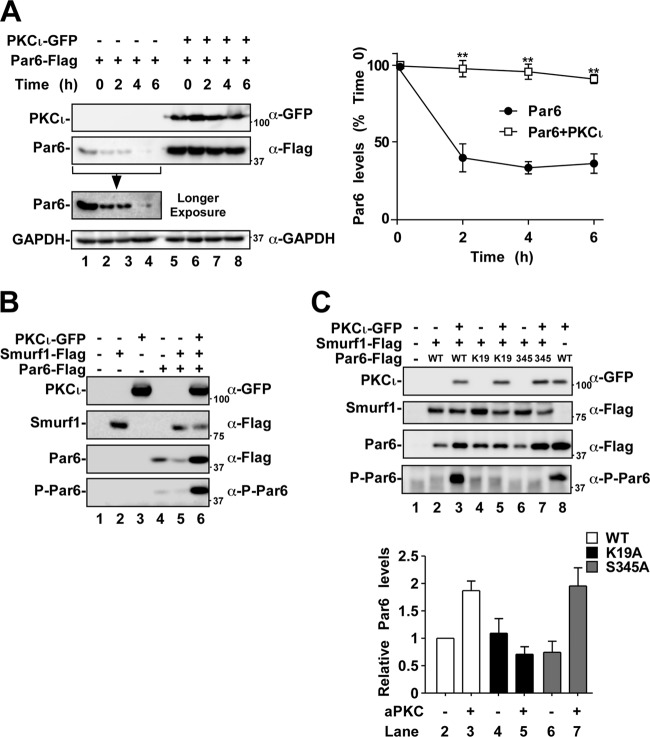 Fig 5