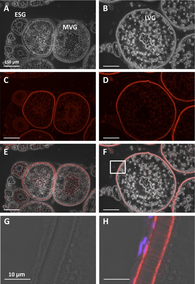 Fig. 8.