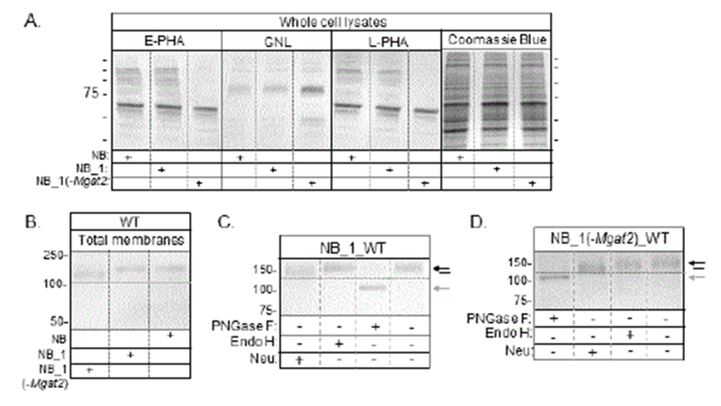 Figure 2: