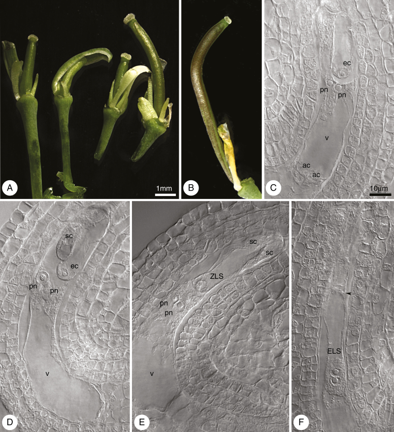 Fig. 13.