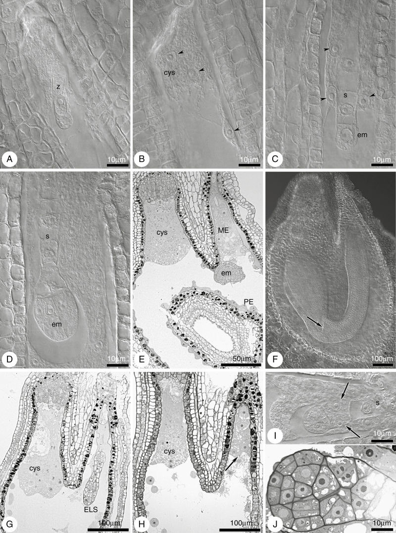 Fig. 10.