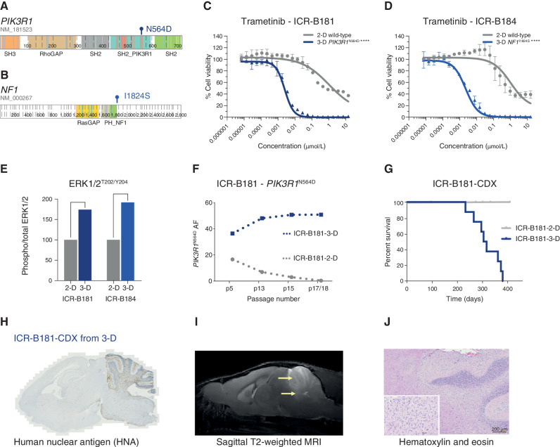 Figure 2. PIK3R1 and NF1 mutations drive the sensitivity of DIPG cells to trametinib. A, Cartoon representing the protein domains of PIK3R1 showing the mutant residue for the observed hotspot N564D mutation observed in ICR-B181. B, Cartoon representing the protein domains of NF1 showing the mutant residue for the observed I1824S missense mutation observed in ICR-B184. Generated in ProteinPaint (pecan.stjude.cloud/proteinpaint). C, Dose–response validation curves for trametinib tested against ICR-B181 cells in vitro grown in 3-D (PIK3R1N564D, blue) and 2-D (PIK3R1 wild-type, gray). D, Dose–response curves for trametinib tested against ICR-B184 cells in vitro grown in 3-D (NF1I1824S, blue) and 2-D (NF1 wild-type, gray). Concentration of compound is plotted on a log scale (x-axis) against cell viability (y-axis). Mean plus standard error are plotted from at least n = 3 experiments. ****, P < 0.0001, AUC t test. E, Bar plot of quantitative capillary phospho-protein assessment of phospho-ERK1/2T202/Y204, plotted as a ratio to total ERK1/2, and normalized to the 2-D (MAPK wild-type) model in each case. F, VAF (y-axis) of PIK3R1N564D in ICR-B181 cells grown in 3-D (blue) and 2-D (gray) over time, as measured by ddPCR. Passage number of cells assessed is given on the x-axis. G, Survival curves for ICR-B181-CDX models, separated by mice implanted with cells grown as either 2-D (gray) or 3-D (blue). H, Anti–human nuclear antigen (HNA), staining for ICR-B181-CDX derived from cells grown in 3-D, with extensive tumor cell infiltration. Sagittal sections, counterstained with hematoxylin. I, Sagittal T2-weighted image (day 246 postimplantation) for ICR-B181-CDX derived from cells grown in 3-D, showing hyperintense tumor throughout the cerebellum and upper pons (indicated by arrow). J, Hematoxylin and eosin–stained section of ICR-B181–3-D CDX, showing histology consistent with high-grade glioma. Scale bar, 200 μm.