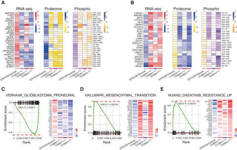 Figure 4. Integrated gene and protein expression profiling of trametinib-resistant DIPG cells. A, Coordinately downregulated genes (left), proteins (middle), and phospho-sites (right) in all three trametinib-resistant subclones of ICR-B169 BRAFG469V cells as compared with parental. B, Coordinately upregulated genes (left), proteins (middle), and phospho-sites (right) in all three trametinib-resistant subclones, as compared with ICR-B169 parental (gray). T1, MEK2I115N, pink; T3, MEK1I141S, purple; T6, MEK1K57N, red. C, GSEA enrichment plots for the signature VERHAAK_GLIOBLASTOMA_PRONEURAL in T6 MEK1K57N cells compared with ICR-B169 parental. The curves show the enrichment score on the y-axis and the rank list metric on the x-axis. Alongside is a heat map representation of expression of significantly differentially expressed genes in the signature in all three trametinib-resistant clones compared with parental. D, GSEA enrichment plots for the signature HALLMARK_EPITHELIAL_MESENCHYMAL_ TRANSITION in T6 MEK1K57N cells compared with ICR-B169 parental. The curves show the enrichment score on the y-axis and the rank list metric on the x-axis. Alongside is a heat map representation of expression of significantly differentially expressed genes in the signature in all three trametinib-resistant clones compared with parental. E, GSEA enrichment plots for the signature HUANG_DASATINIB_RESISTANCE_UP in T6 MEK1K57N cells compared with ICR-B169 parental. The curves show the enrichment score on the y-axis and the rank list metric on the x-axis. Alongside is a heat map representation of expression of significantly differentially expressed genes in the signature in all three trametinib-resistant clones compared with parental. T1, MEK2I115N, pink; T3, MEK1I141S, purple; T6, MEK1K57N, red.