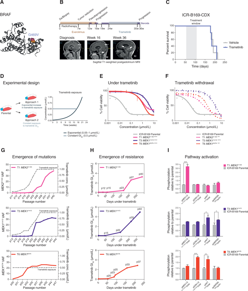Figure 3. MEK1/2 mutations drive resistance to trametinib in BRAFG469V-driven DIPG cells. A, Protein structure representation of BRAF showing the mutant residue (shaded orange) for the observed G469 missense mutation observed in ICR-B169. Generated in COSMIC-3D (cancer.sanger.ac.uk/cosmic3d). B, Timeline of clinical experience for the child with BRAFG469V-mutant DIPG treated with trametinib at progression. Initial therapy with everolimus and radiotherapy is shaded in orange, later treatment with trametinib in blue. Sagittal T1-weighted postgadolinium MRI images are provided at diagnosis, the initial progression, and the later progression immediately prior to death from disease. Periods of steroid treatment are noted by purple lines. The tumor is highlighted with arrows. C, Survival curves for mice bearing ICR-B169 cell-derived orthotopic xenografts, treated with trametinib (blue), compared with vehicle-treated controls (gray). Treatment window is shaded in gray. D, Experimental design for the generation of cells resistant to trametinib by the continuous exposure model. Parental ICR-B169 cells are treated with either an exponentially increasing dose of inhibitor over time (approach 1) or a constant IC80 dose (approach 2). E, Dose–response curves for trametinib tested against ICR-B169 parental cells (gray) and resistant clones T1 (MEK2I115N, pink), T3 (MEK1I141S, purple), and T6 (MEK1K57N, red) after 7 to 9 months of exposure to inhibitor. F, Dose–response curves for trametinib tested against ICR-B169 parental cells (gray) and resistant clones (dashed lines) after 2-month withdrawal of inhibitor. Concentration of compound is plotted on a log scale (x-axis) against cell viability (y-axis). Means plus standard errors are plotted from at least n = 3 experiments. **, P < 0.001; ***, P < 0.001, AUC t test. G, Emergence of MEK1/2 mutations in clones T1 (pink), T3 (purple), and T6 (red) over time, as assessed by ddPCR. The x-axes represent passage number; left y-axes are specific mutation VAFs; right y-axes plot the concentration of trametinib that cells were exposed to (gray dashed line). H, Emergence of resistance in clones over time (T1, pink; T3, purple; T6, red), plotted as days exposed to inhibitor on the x-axis, with passage numbers labeled. The y-axis is a GI50 value for trametinib in cells harvested at the given passage. I, Pathway activation in resistant clones (T1, pink; T3, purple; T6, red) assessed by a capillary electrophoresis assay and plotted as a ratio of respective phosphorylated/total protein compared to ICR-B169 parental cells (gray).