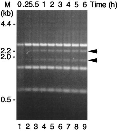 FIG. 3