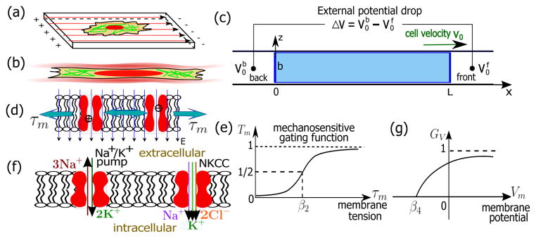 FIG. 1