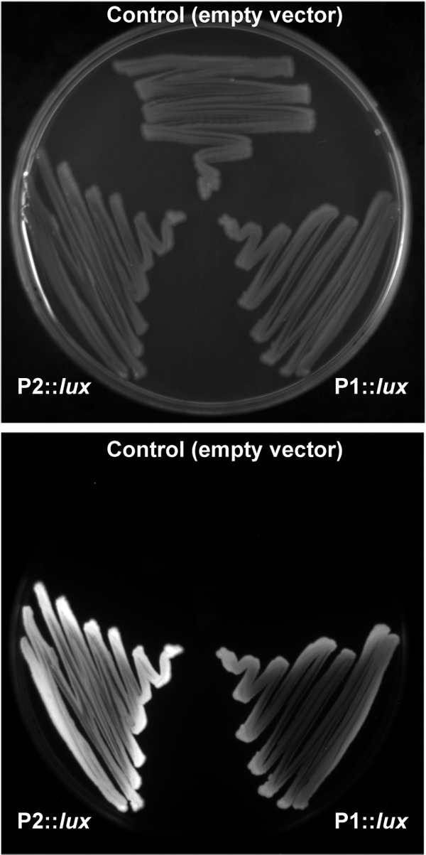 Fig 6